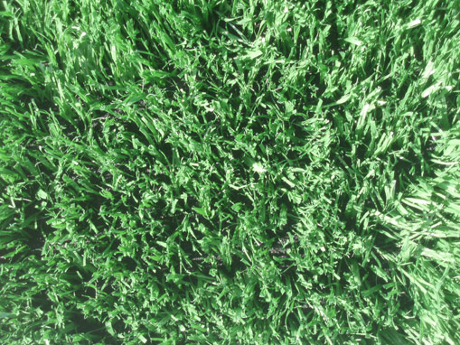 Synthetic Grass Lawn Lawns