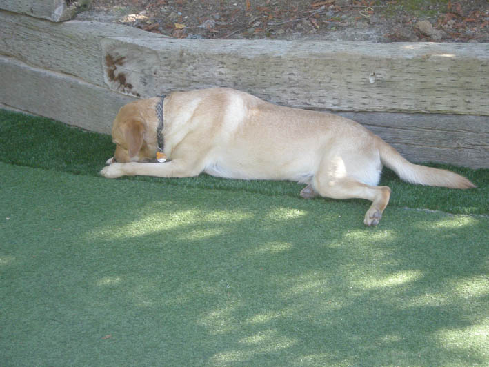 Synthetic Grass Putting Green Los Altos